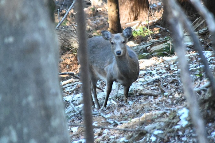 HadanoVC's tweet image. 8時40分の気温5.0度　晴れ
山麓しらべで #大倉尾根 の途中にある #見晴茶屋 まで行って来ました。ブログに情報を掲載しましたので、ぜひご覧ください。
hadanovc.blogspot.com/2026/01/123.ht…
#シロハラ  #ニホンジカ  #ジャノヒゲ  #ヤブコウジ