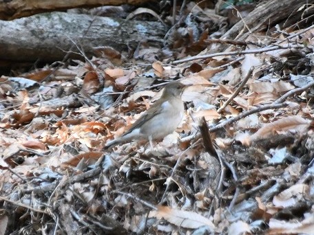 HadanoVC's tweet image. 8時40分の気温5.0度　晴れ
山麓しらべで #大倉尾根 の途中にある #見晴茶屋 まで行って来ました。ブログに情報を掲載しましたので、ぜひご覧ください。
hadanovc.blogspot.com/2026/01/123.ht…
#シロハラ  #ニホンジカ  #ジャノヒゲ  #ヤブコウジ