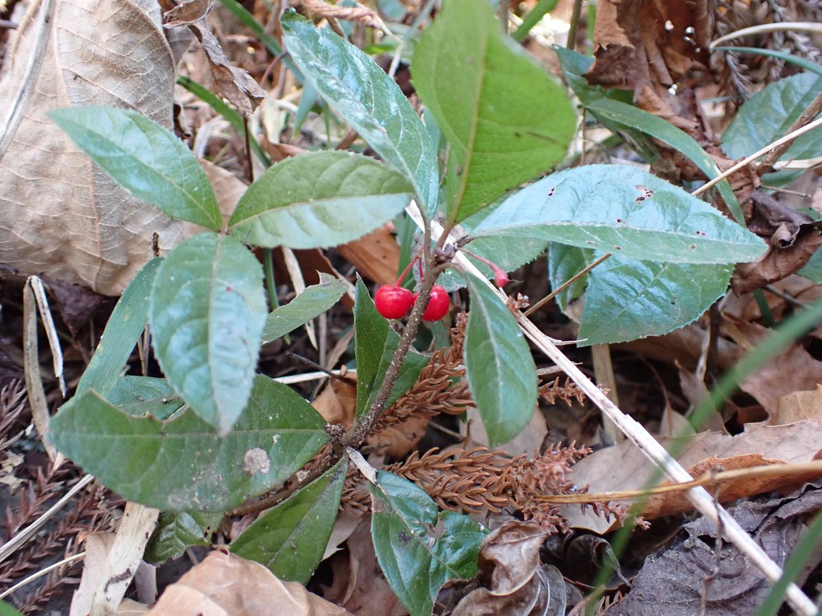 HadanoVC's tweet image. 8時40分の気温5.0度　晴れ
山麓しらべで #大倉尾根 の途中にある #見晴茶屋 まで行って来ました。ブログに情報を掲載しましたので、ぜひご覧ください。
hadanovc.blogspot.com/2026/01/123.ht…
#シロハラ  #ニホンジカ  #ジャノヒゲ  #ヤブコウジ