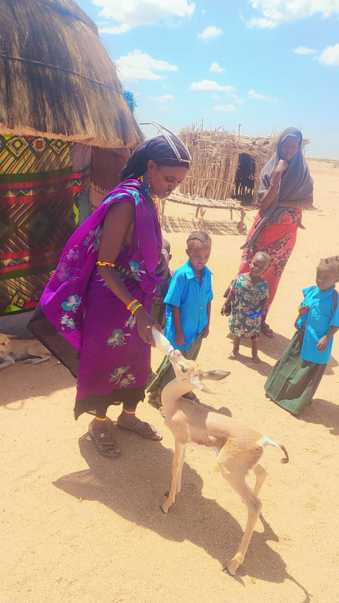 KWSKenya's tweet image. A young gerenuk calf, left vulnerable after losing its mother to predators, was rescued by the Manyatta Durte community in North Horr Sub-County, Marsabit County. Community members promptly alerted KWS, enabling a response team from Sibiloi National Park to safely retrieve the…