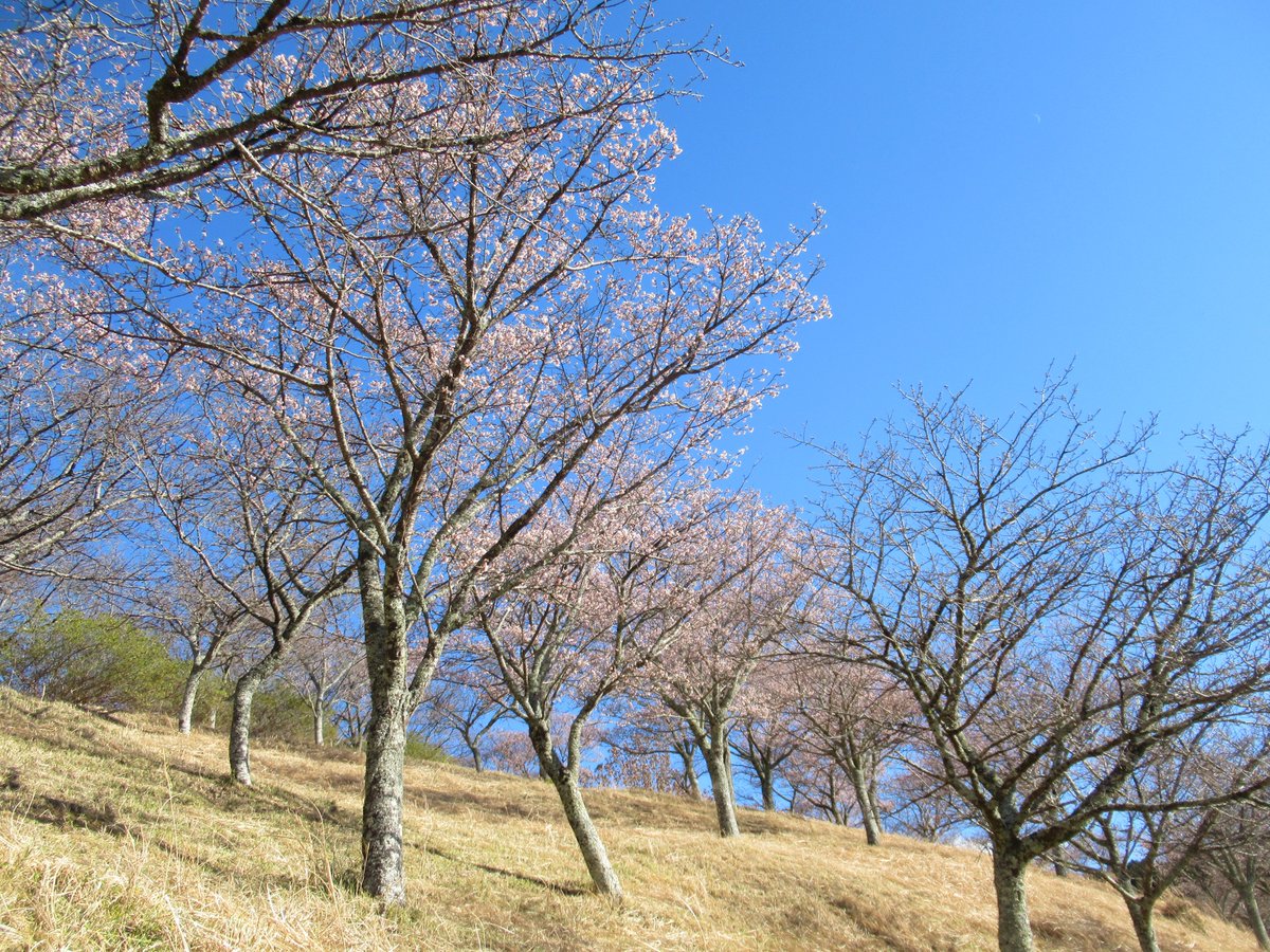 天城さくらの里公園』では、