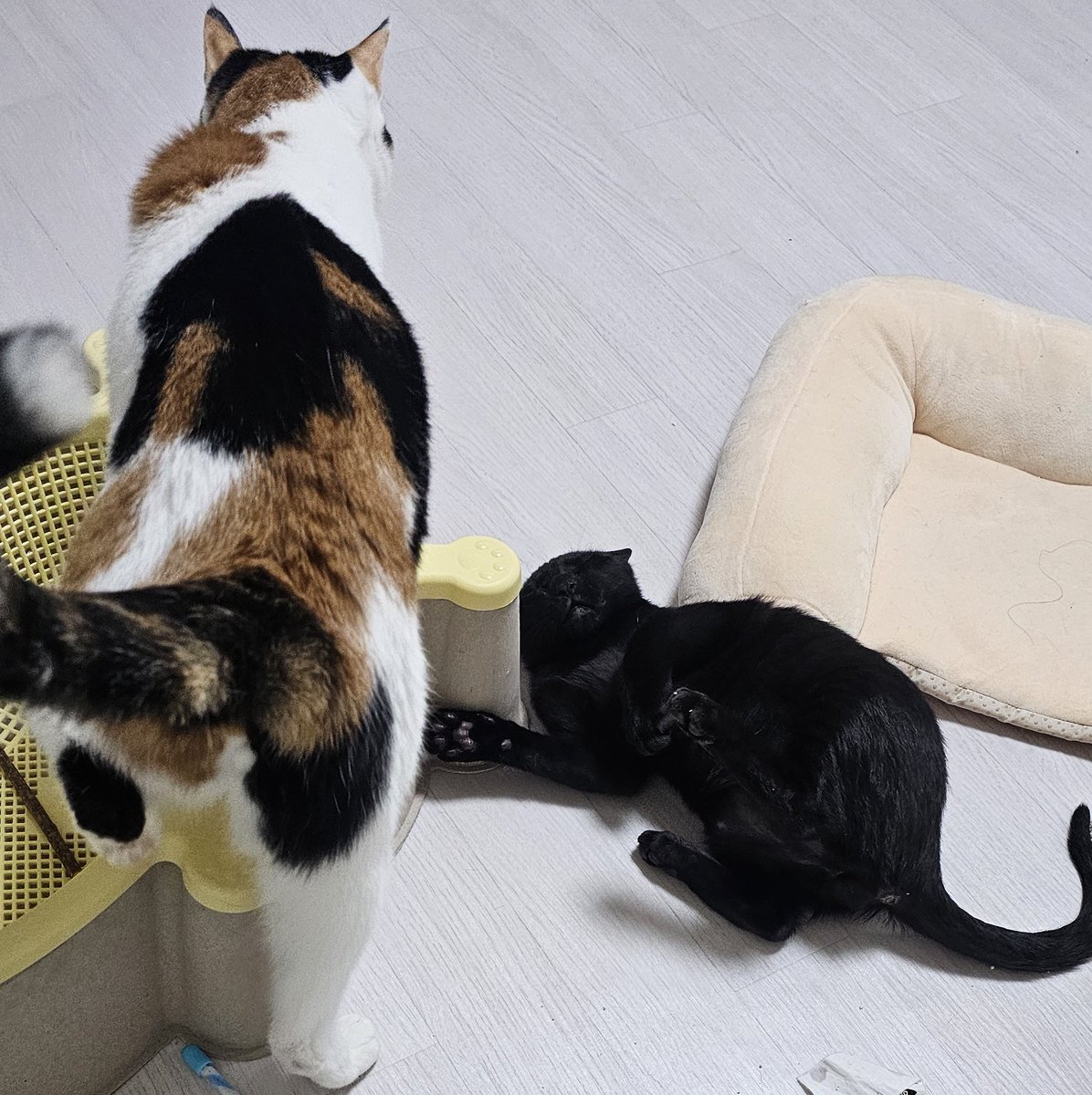 아기고양이 예절교육시간