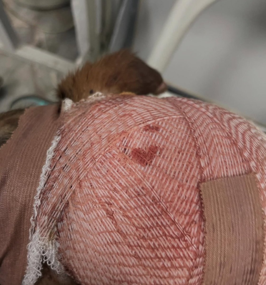 mjaumjaustil's tweet image. HITNO !!!!!! #caosvima

Henri je u Čačku sa hemofilijom. Životno je ugrožen, potrebna mu je injekcija za zgrušavanje krvi. Da li neko zna koji vet to ima?

DELITE !!

Vremena je jako malo, rana ne prestaje da krvari.

IG kontakt - @ mialazovic12

Nastavak u komentaru ispod⬇️