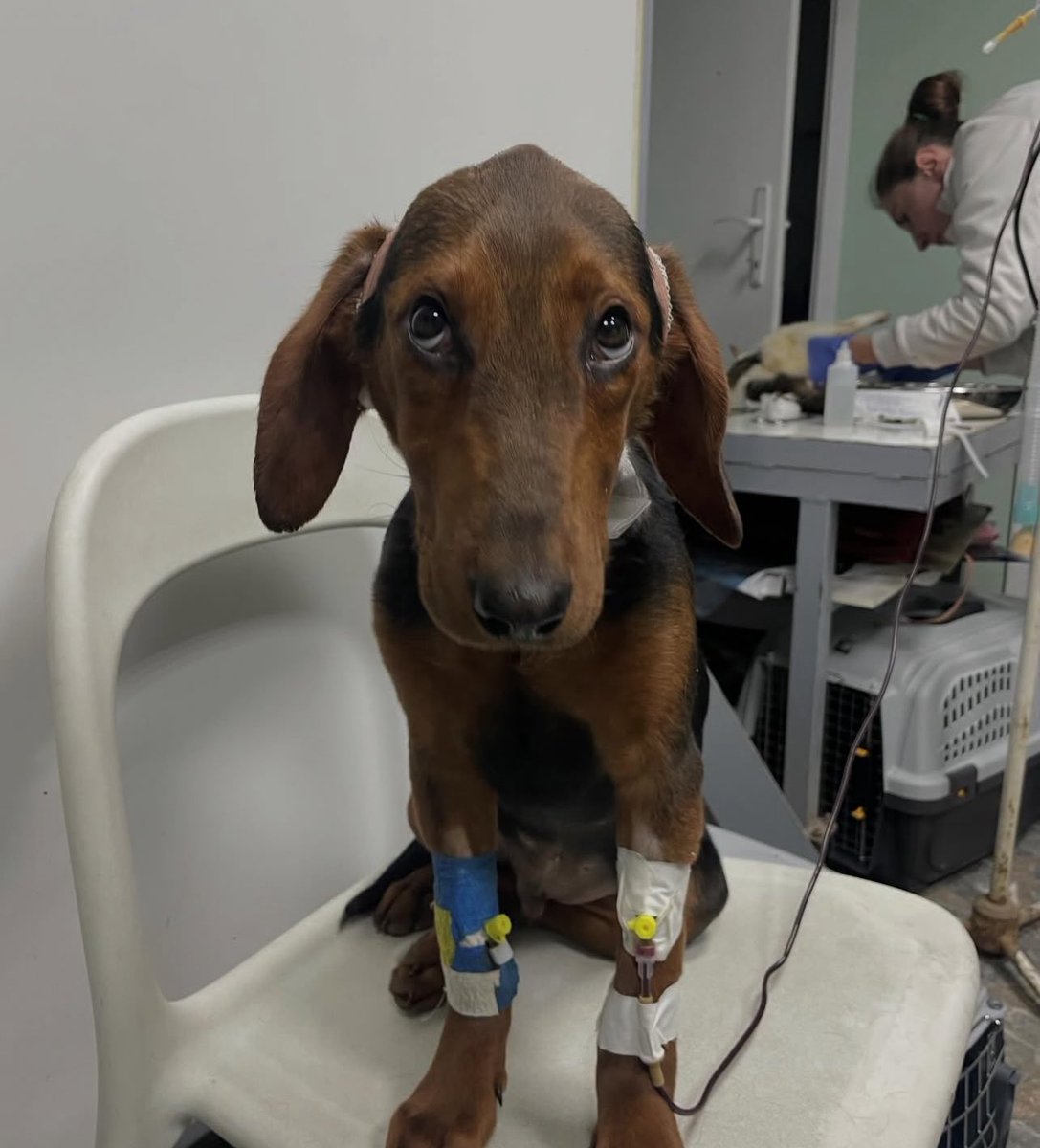 mjaumjaustil's tweet image. HITNO !!!!!! #caosvima

Henri je u Čačku sa hemofilijom. Životno je ugrožen, potrebna mu je injekcija za zgrušavanje krvi. Da li neko zna koji vet to ima?

DELITE !!

Vremena je jako malo, rana ne prestaje da krvari.

IG kontakt - @ mialazovic12

Nastavak u komentaru ispod⬇️