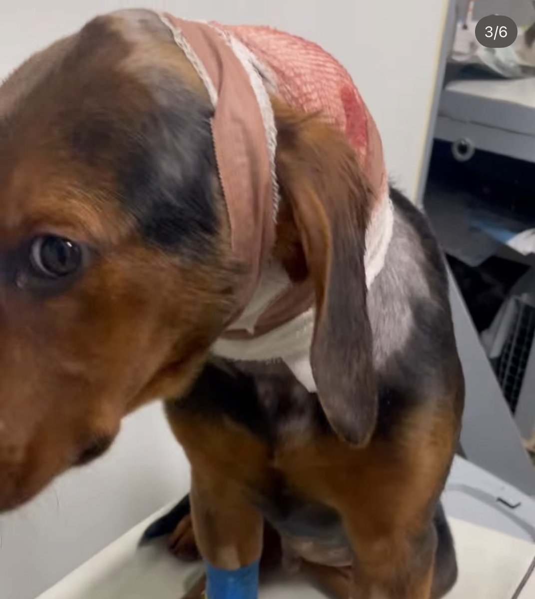 mjaumjaustil's tweet image. HITNO !!!!!! #caosvima

Henri je u Čačku sa hemofilijom. Životno je ugrožen, potrebna mu je injekcija za zgrušavanje krvi. Da li neko zna koji vet to ima?

DELITE !!

Vremena je jako malo, rana ne prestaje da krvari.

IG kontakt - @ mialazovic12

Nastavak u komentaru ispod⬇️