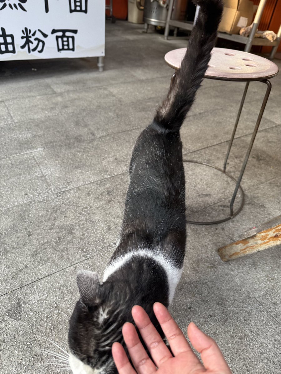 hygbaek's tweet photo. 咪的靠近 https://t.co/4xz2k1H78l