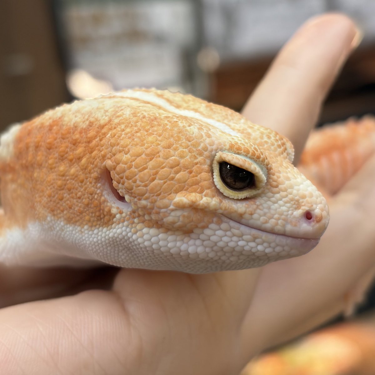 ニシアフリカトカゲモドキ
アメルズールーhetオレオ ♂

ずっしり大きな体格💪
眠そうなお顔が
チャームポイントです🤭

ご家族募集中です‼️
 #ニシアフリカトカゲモドキ
 #ニシアフ