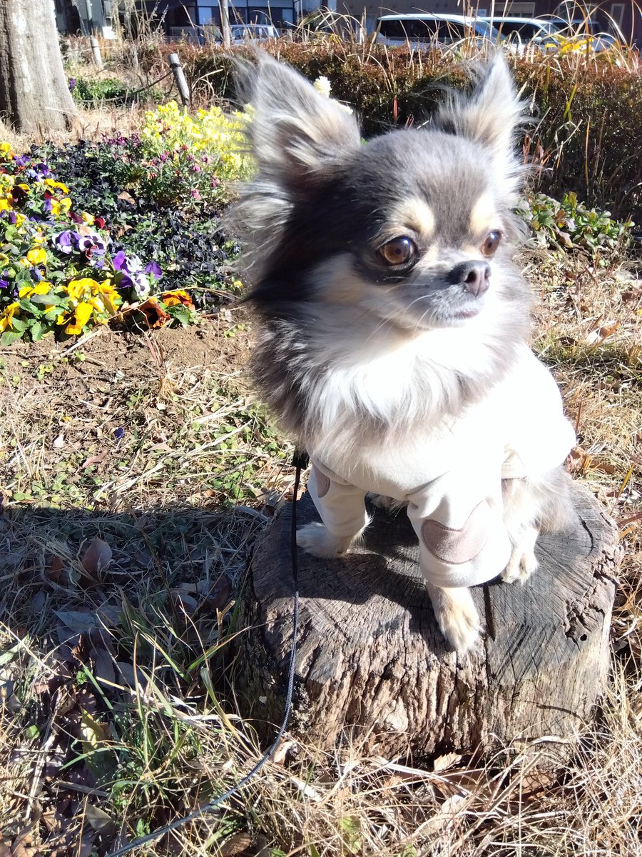 🪵🍂お散歩🪵🍂