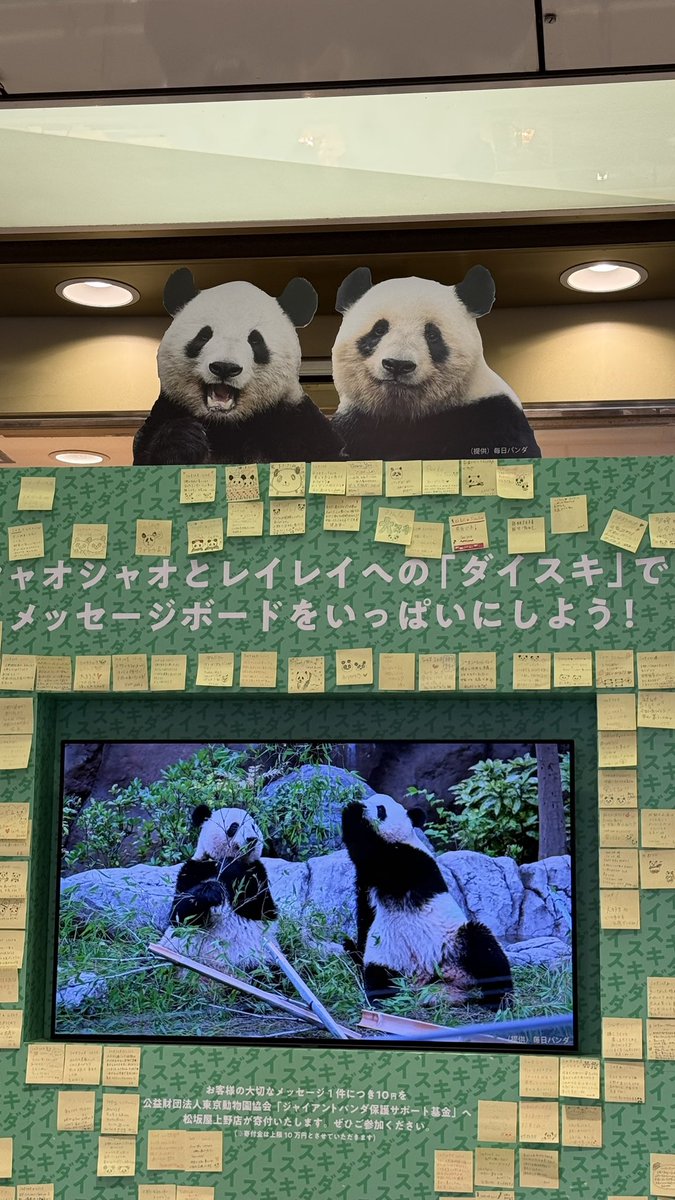 passar9116's tweet photo. くまちゃんに教えてもらって
上野でパンダちゃんイベント見てきたよ🐼🐼
寂しくなるね。。。 https://t.co/Uj2ZPm8jQD