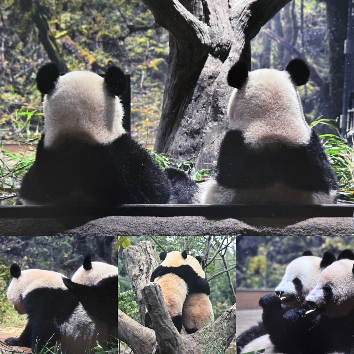 passar9116's tweet photo. くまちゃんに教えてもらって
上野でパンダちゃんイベント見てきたよ🐼🐼
寂しくなるね。。。 https://t.co/Uj2ZPm8jQD