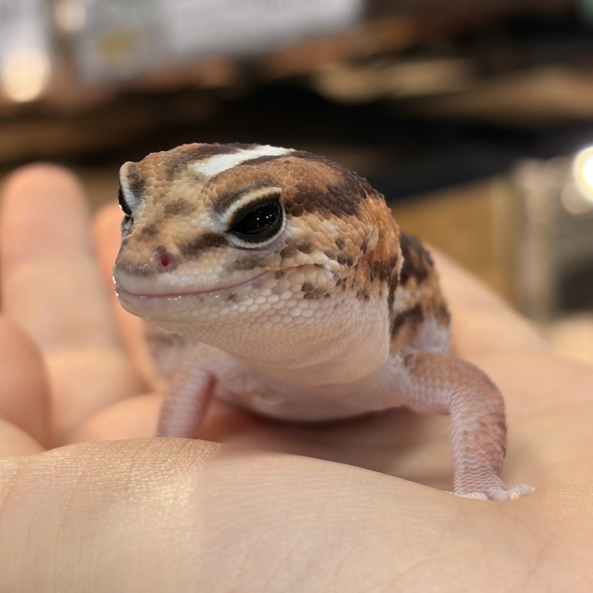 ニシアフリカトカゲモドキ
ゼロ100%dhオレオパターンレス ♀

こちらもむっちり🥰
お顔も丸く美人さんです🫶
(写真はちょっと半目w)
綺麗なラインが特徴的✨️

ご家族募集中です‼️
 #ニシアフリカトカゲモドキ
 #ニシアフ