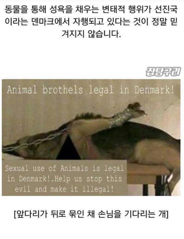 humbllly's tweet image. 과거 덴마크는 ㅅㅂ 동물매춘도 마지막까지 허용한 나라답게 사람새끼 같지가 않네