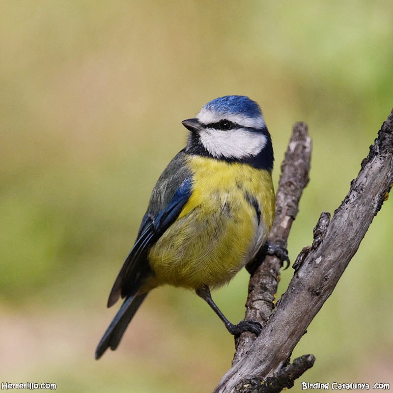 Birding Catalunya tweet media