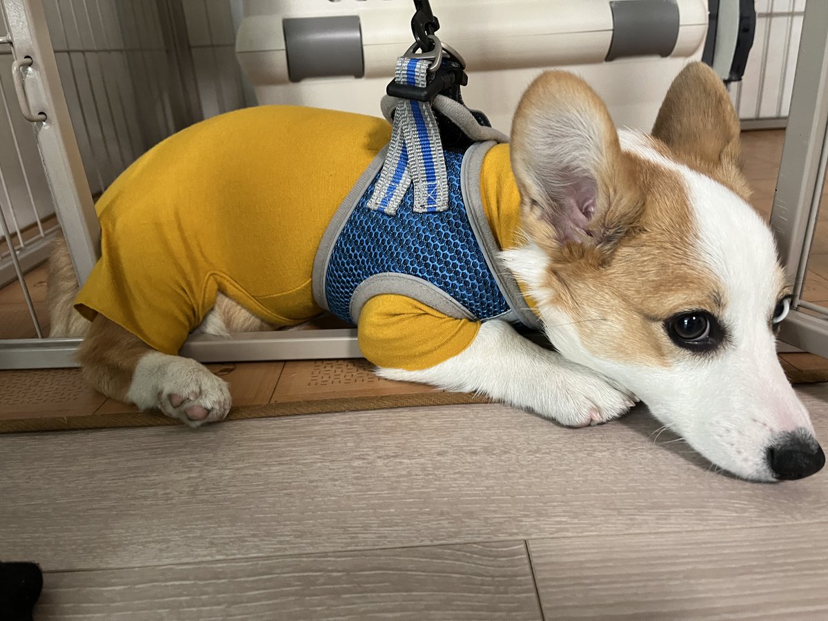 luuke0909's tweet image. 首毛収納