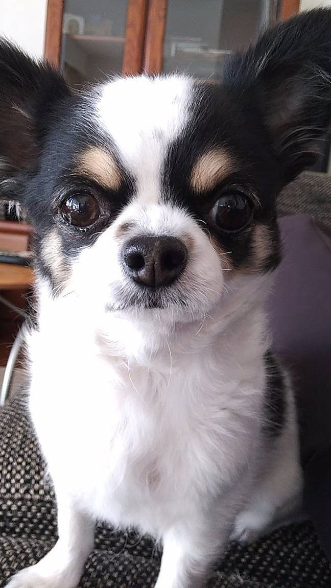 犬用 (@Y6w1erIZKKgi9fE) / Posts / X