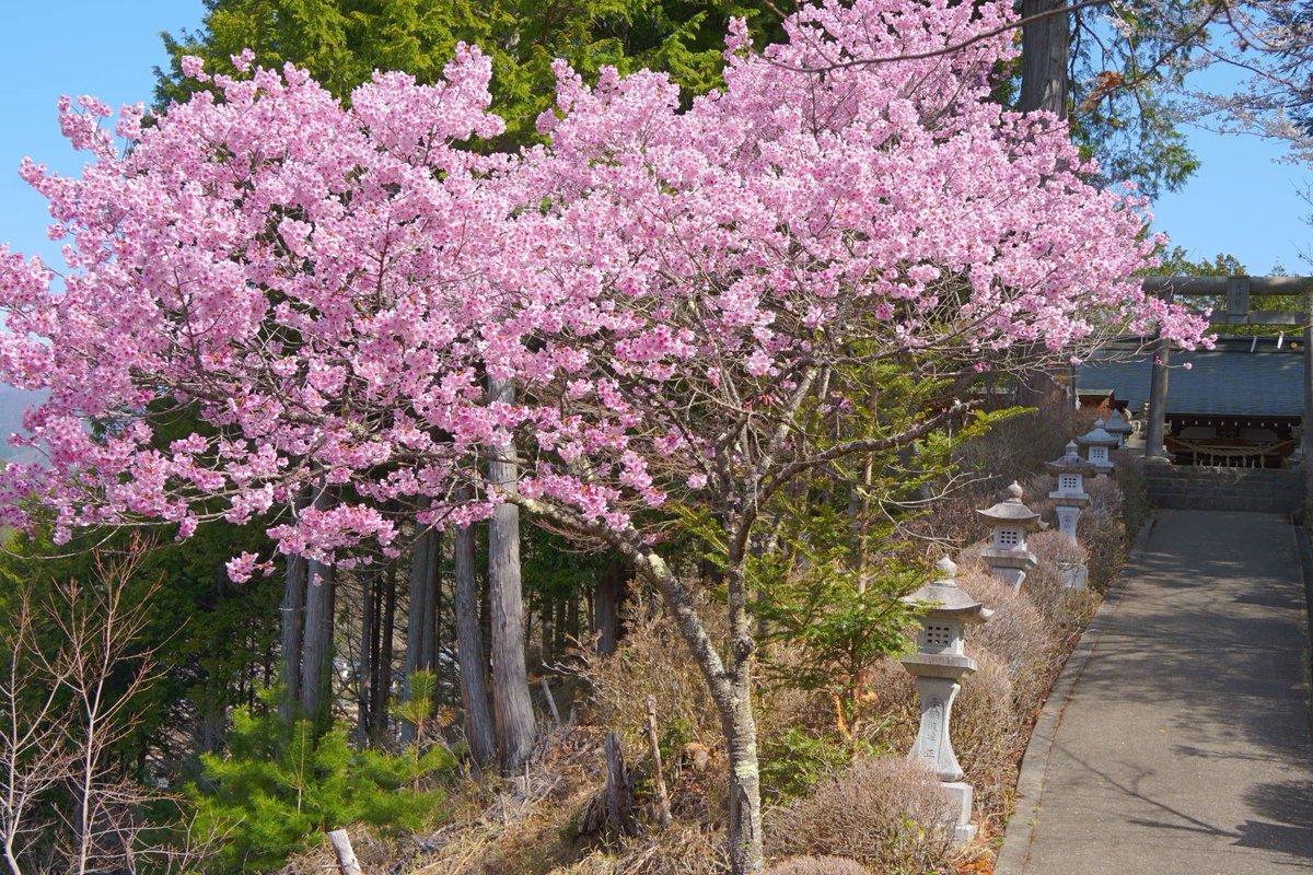 ホームページ更新1/23
お知らせ3/28～4/12桜シーズン「タクシーつきプラン～本陣跡とお伊勢山(2026)」＆自家用車プラン

掲載しました 。お越しをお待ちしております！
HP↓ 
midohonjin.com/%E3%81%8A%E7%9…
#桜 #大月市 #レンタルスペース #みどう本陣