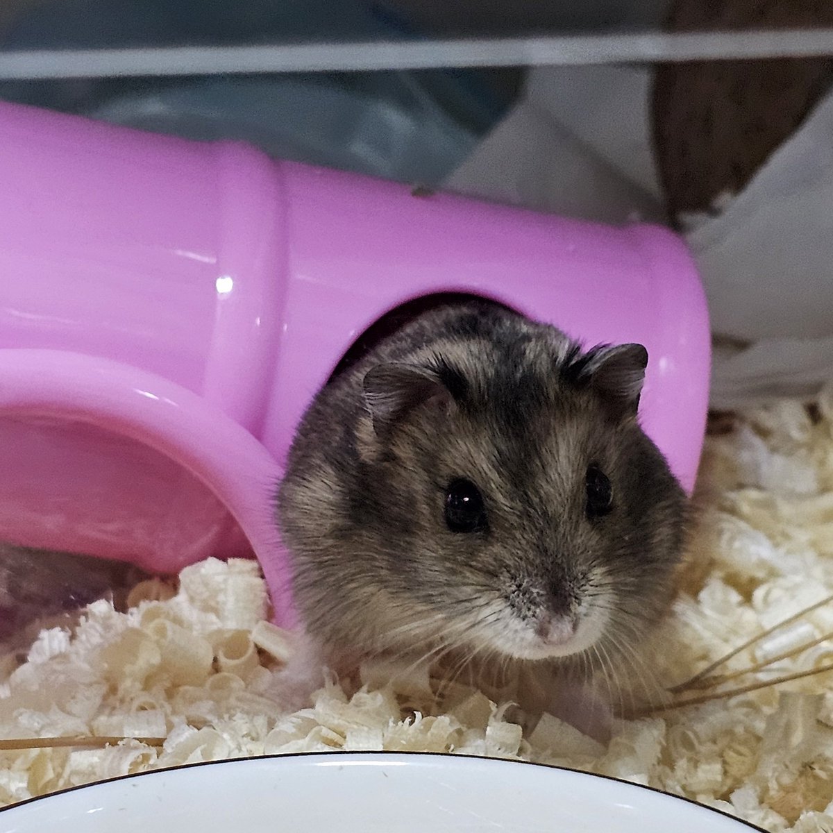 오늘 우리집 달콩이가 해씨별로 여행을 갔습니다.(오후 2시 15분)
나이가 있고 조금 힘들어해서 항상 지켜보고 있었는데 오늘 모두에게 인사를 해주고 편안하게 잠들었습니다. 안 아프고 좋은 꿈 꾸면서 행복하게 지내게 해주세요.