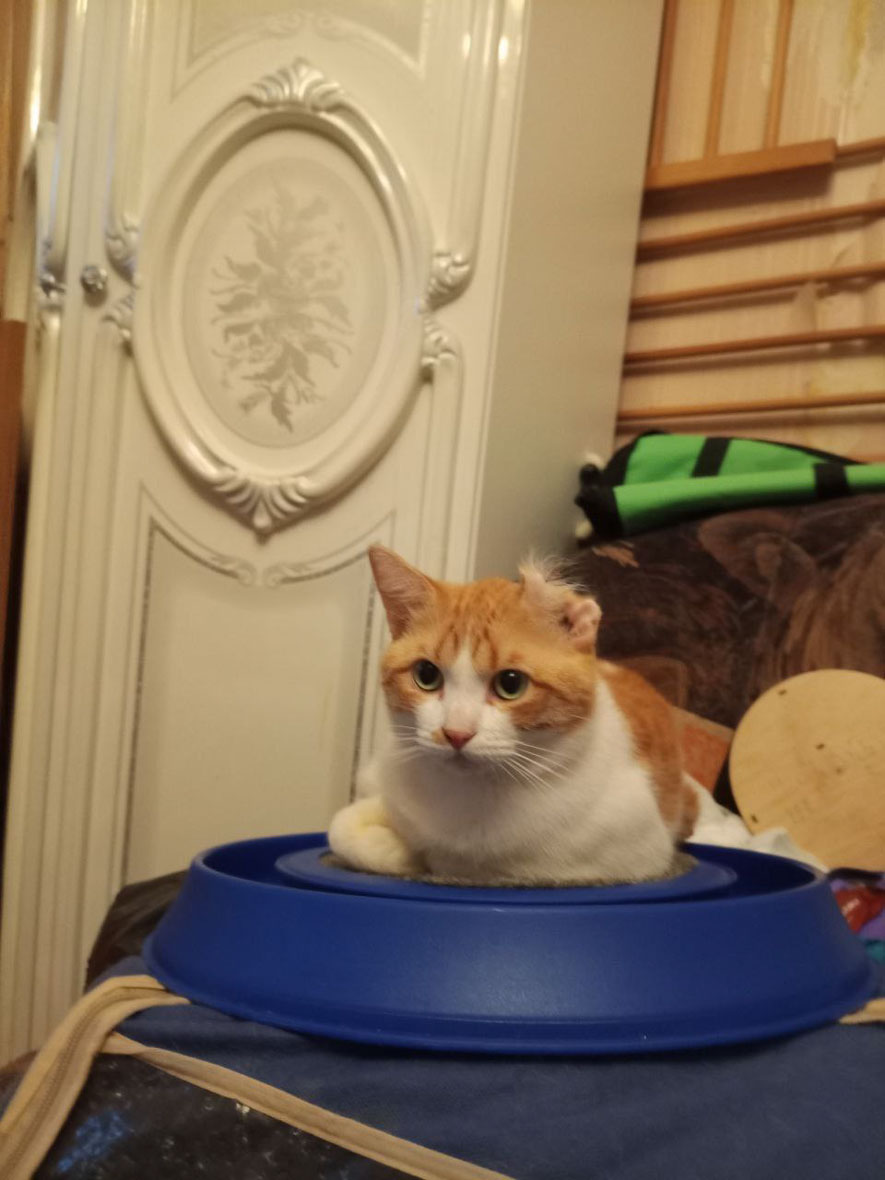 #Москва и МО
❤ Замечательный котик Пьер Безухов ищет добрый дом! 🏡 🐈
Он выживал на улице и даже потерял при каких-то обстоятельствах часть одного ушка. А теперь и дом, в подвале которого он прятался, вот-вот снесут по реновации.