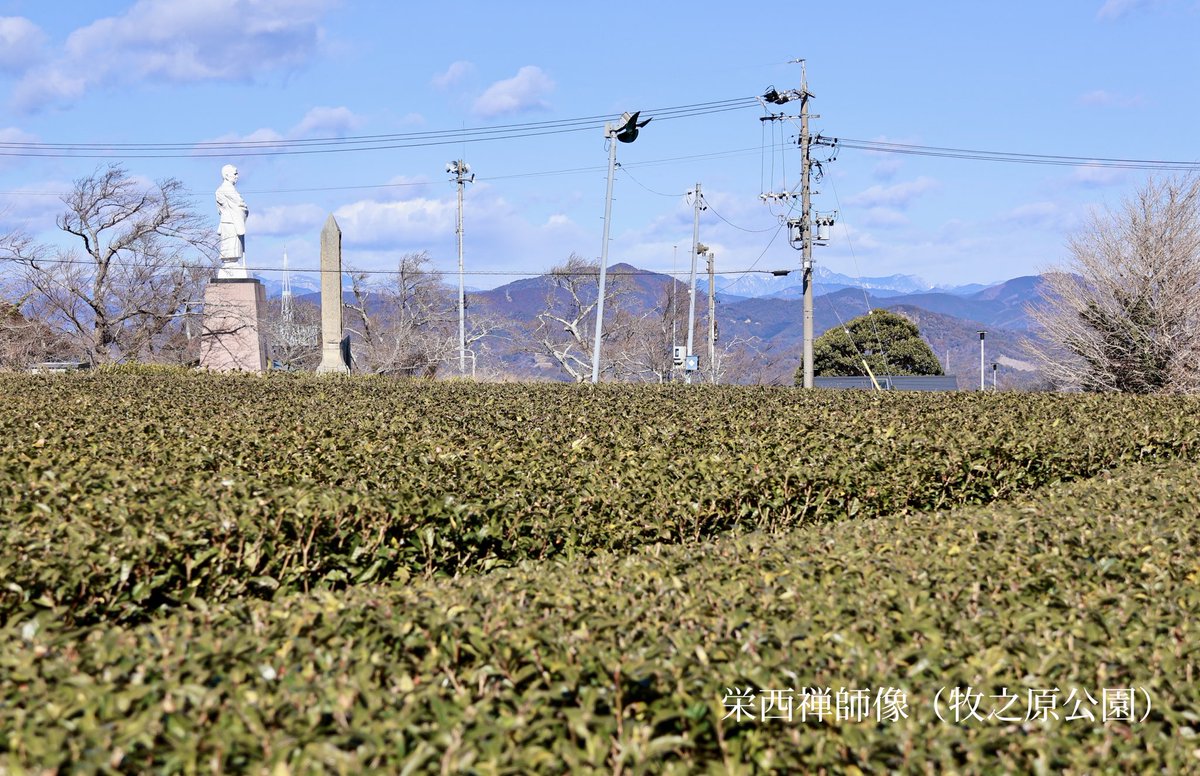 島田市【公式】 tweet media