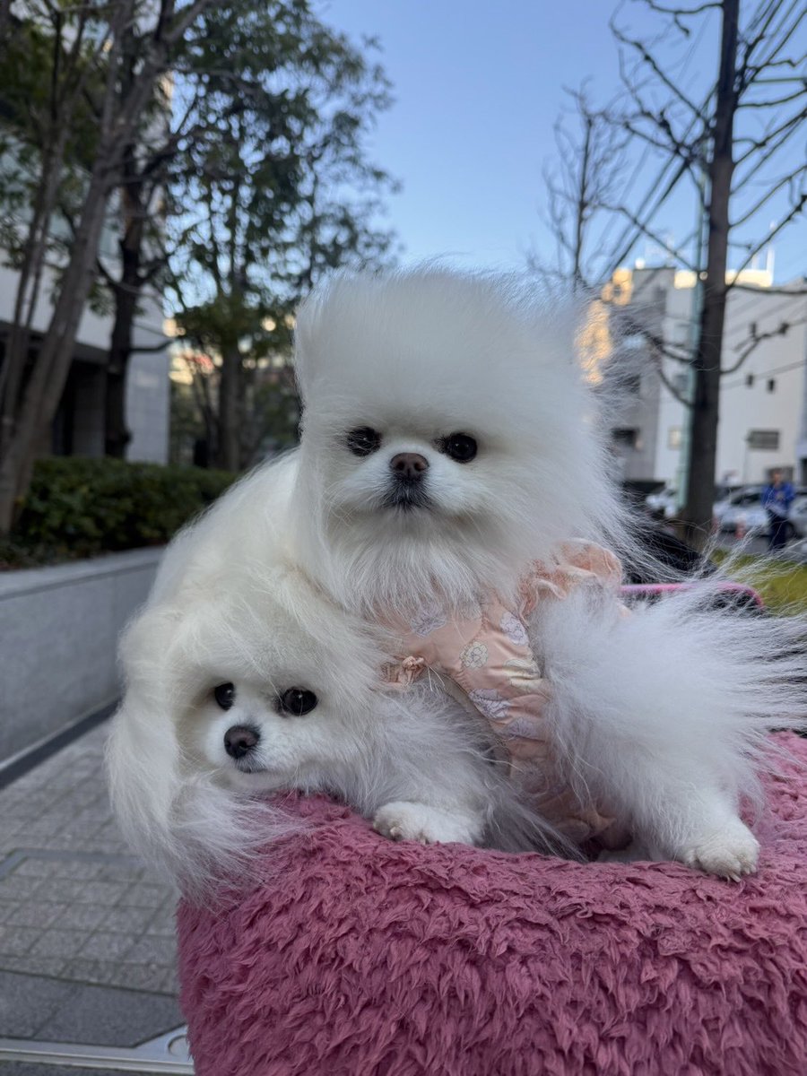 ルル*ララ 真っ白ポメラニアンの女の子 (@lulu_lu_0607) / Posts / X