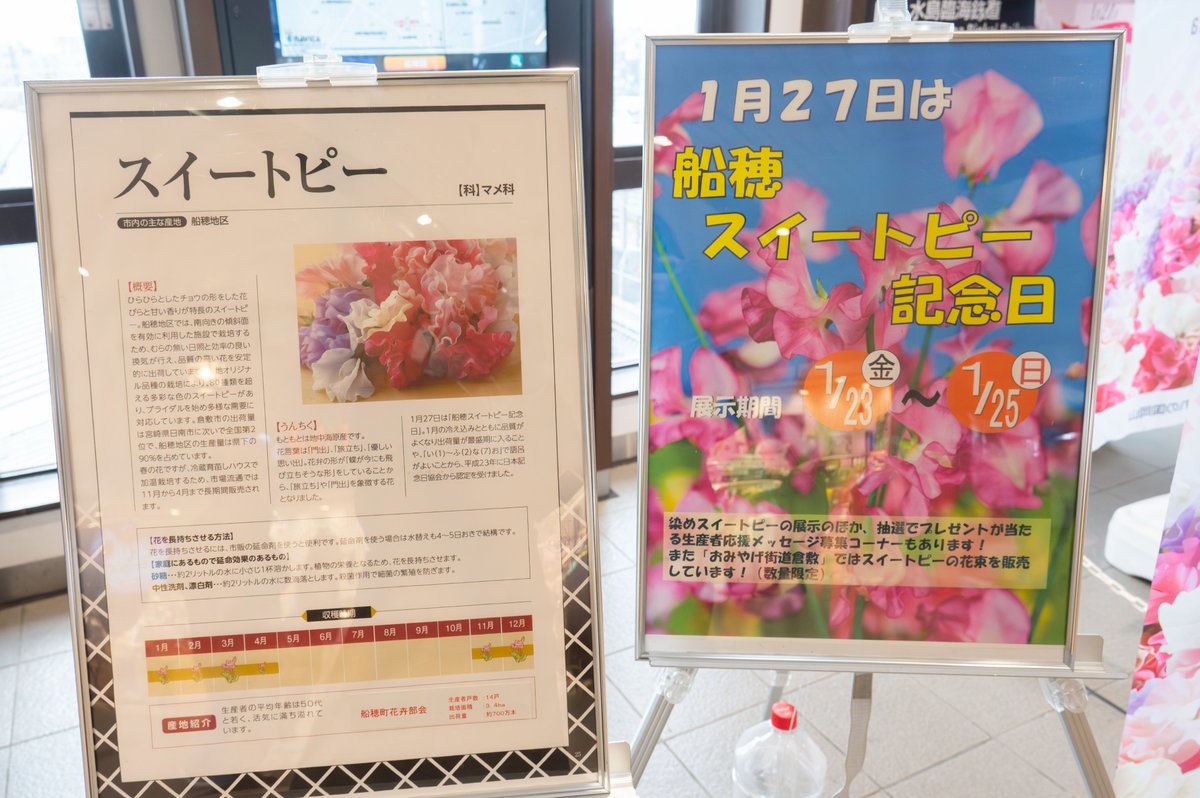 Kurashiki_City's tweet photo. 【船穂スイートピー記念日】
1月27日は「船穂スイートピー記念日」 。1月23日(金)～25日(日)14時30分まで、ＪＲ倉敷駅改札口や南北自由通路に約50種類のスイートピー展示を行っています。  
お近くにお立ち寄りの際は、ぜひご覧になってください。
 #スイートピー #sweetpea #船穂 #hunao #funao https://t.co/ExJofyDJUu