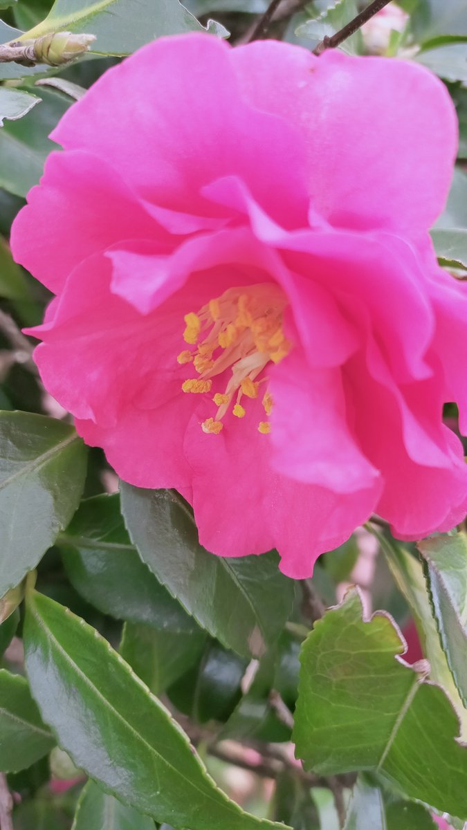 晩酌 銀紋からのお知らせ🏮
1月23日本日、都合によりお休みをいただきます。
ご不便をおかけいたします🙇