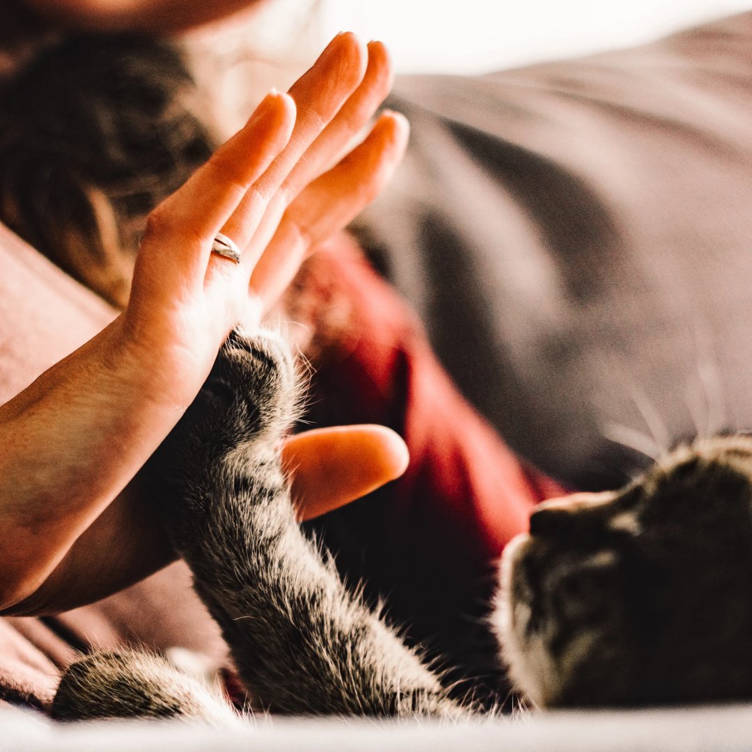 This cat has just found out that his owner has put a pet guardian in place.  With unlimited updates, we'll always know where you want your furry friends to go.

Join us 👉 legacyguardians.co

🛡😇  #wills #propertyinvestor #landlorduk #ukproperty #probate #cats #petguardian