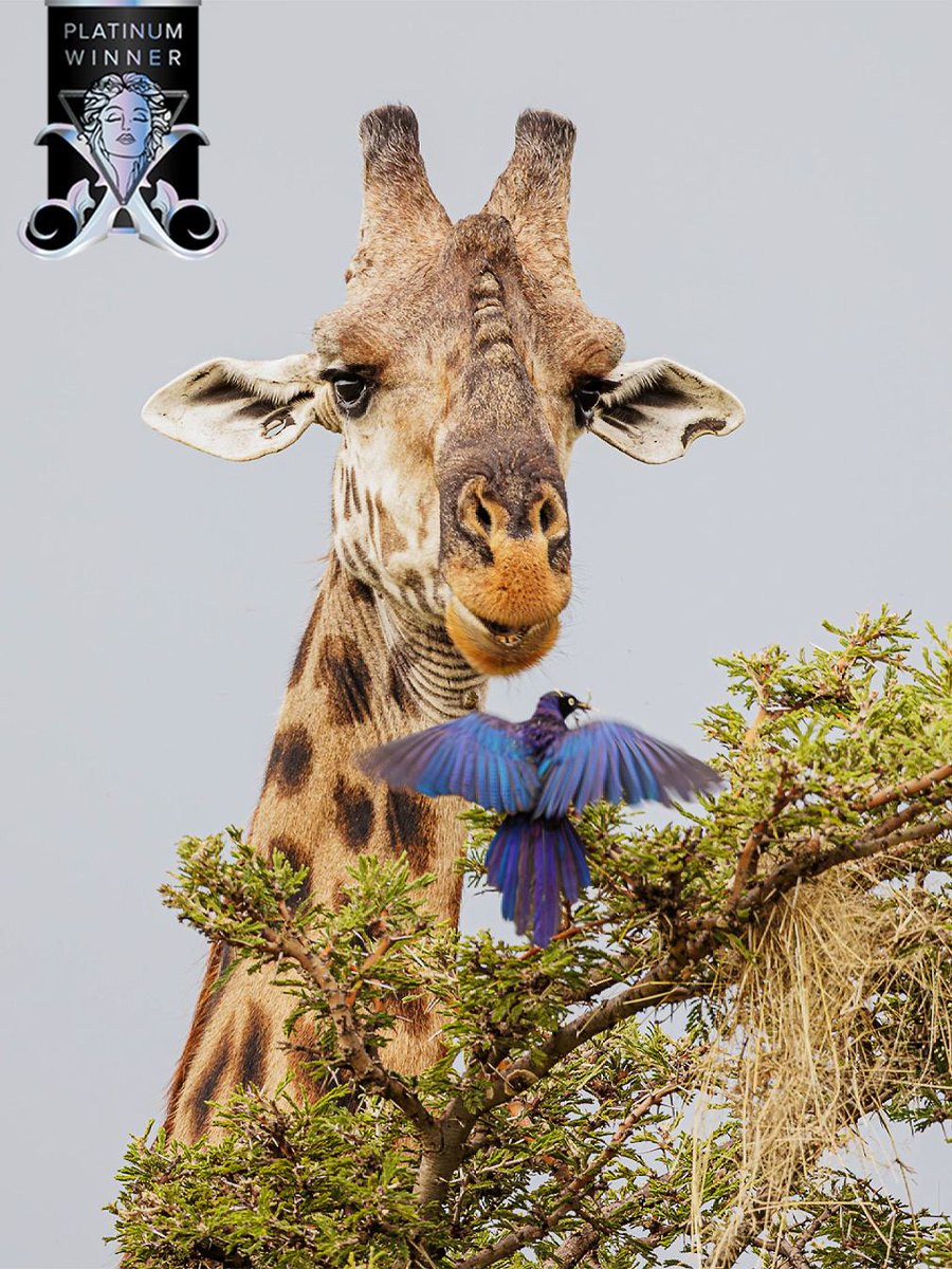 𝟐𝟎𝟐𝟓 𝐏𝐥𝐚𝐭𝐢𝐧𝐮𝐦 𝐖𝐢𝐧𝐧𝐞𝐫 📷

What Are You Doing Here? by Vicki Santello

Winner's Page: tinyurl.com/5e9fr46u
➡️ Enter now: musephotographyawards.com 

#MUSE #MUSEawards #MUSEPhotographyAwards #PhotoAwards #MUSEHighlight #MUSEWinningWork #comedyphotography