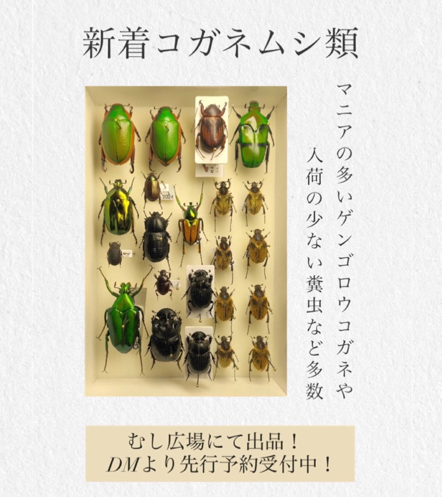 アキ 貴重 ウミアメンボ 標本 2匹 全てが桁違い」 20万円かけて“とんでもない虫”買ってみた 見たことない