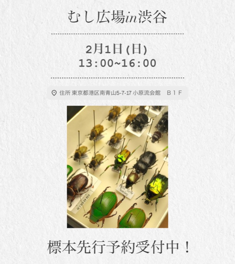 標本屋のぶんぶん (@poly_specimen) / Posts / X