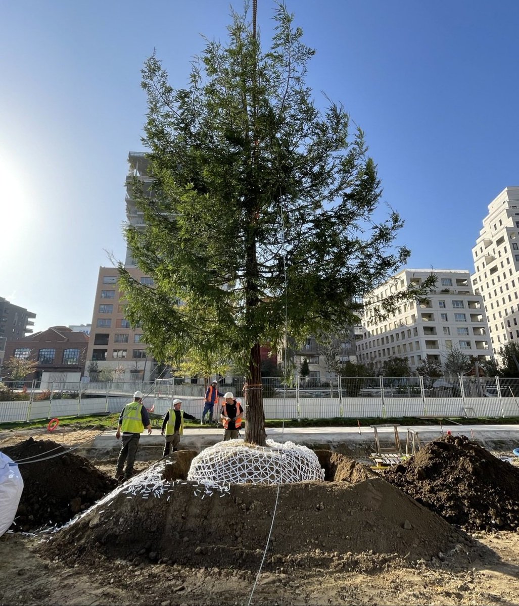 maeschlimann's tweet photo. 🟢 1656 arbres plantés à Asnières depuis le début du mandat🌳

✅En 2020, nous avions annoncé un objectif de 1000 arbres, ce qui était déjà considérable. 

‼️Si nous sommes élus, naturellement, on continue‼️

En photo, plantation d'un Séquoia Sempervirens. https://t.co/fBB2ZkjpmF