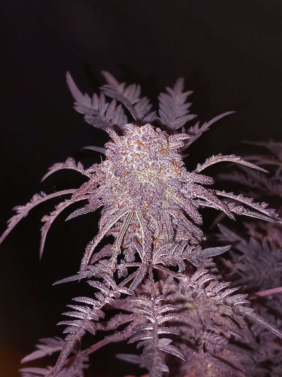 Frosty's Purple Freak is back in stock 💜🧟‍♂️
.
.