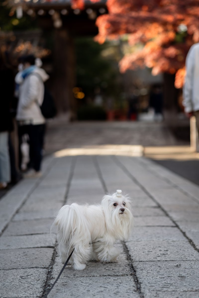 みうマネージャー@歌チャンカラオケ大会・全国MMMカラオケ大会主催@カラオケキング大会審査員 tweet media