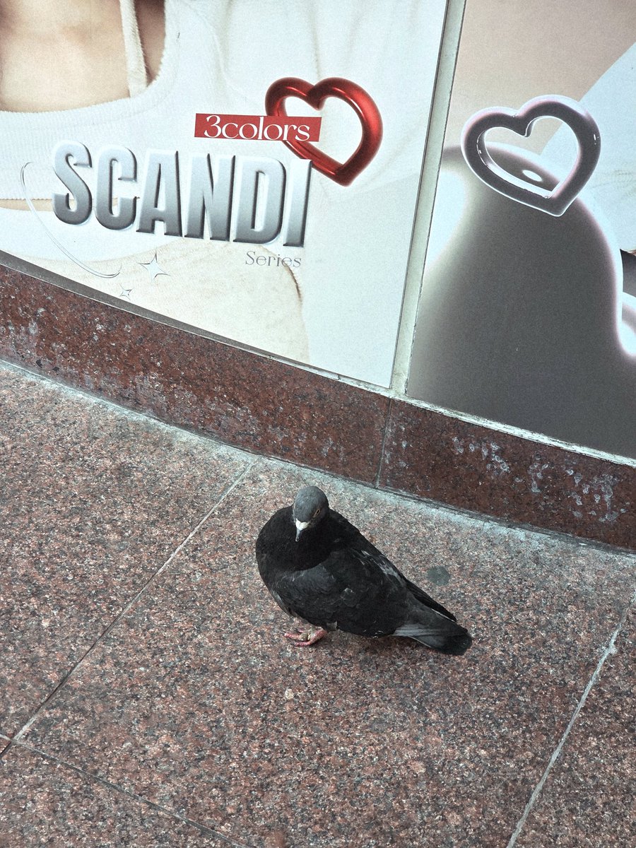 渋谷の鳩です。まるで首もとに黒いマフラーを巻いてるようです( ◜ᴗ◝)