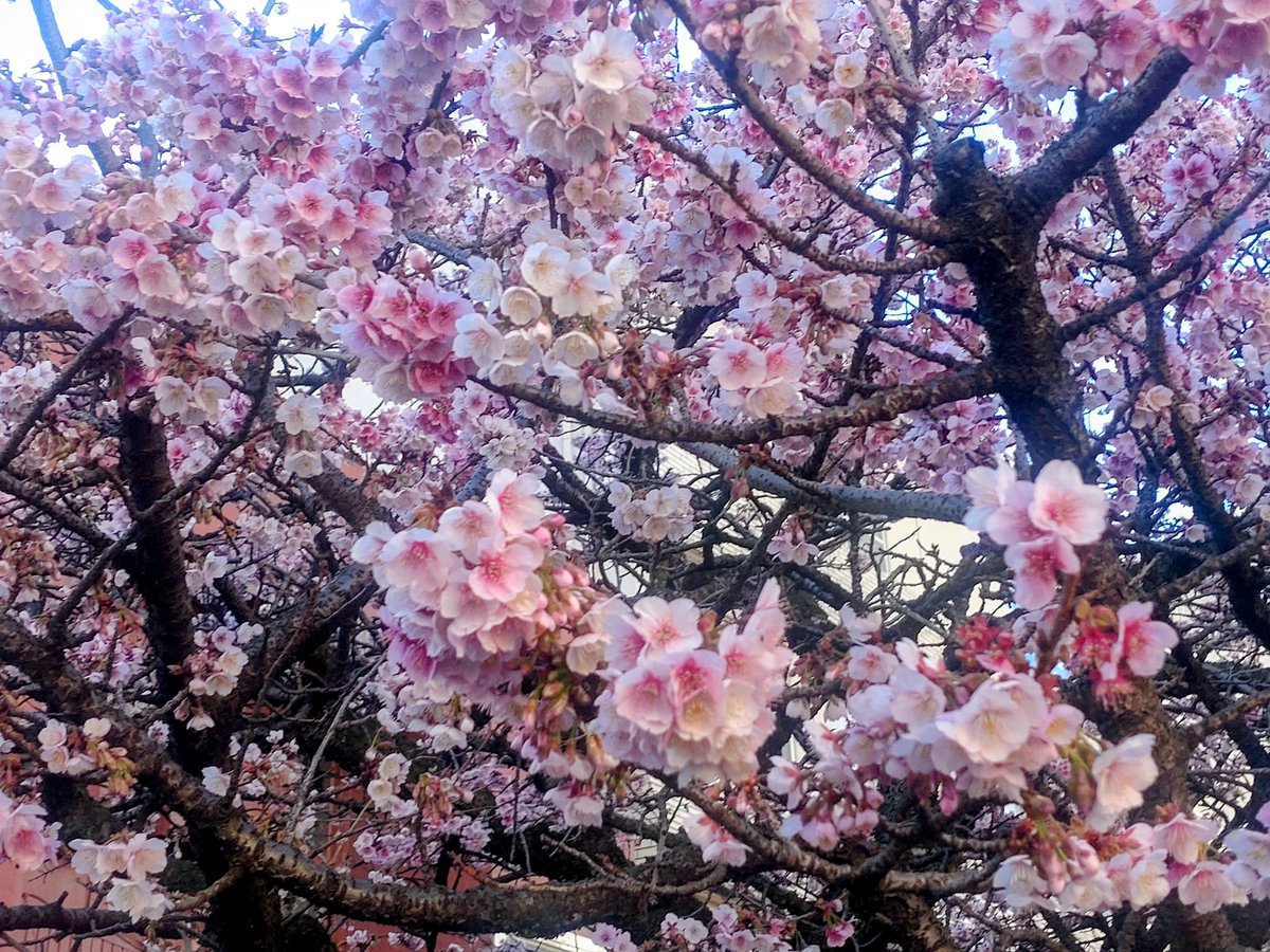 Syookun1012's tweet image. 熱海桜は満開です😀