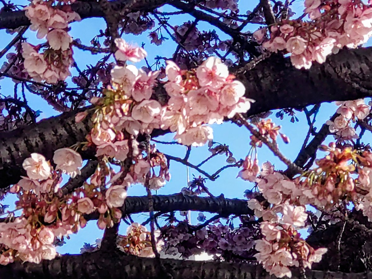 Syookun1012's tweet image. 熱海桜は満開です😀