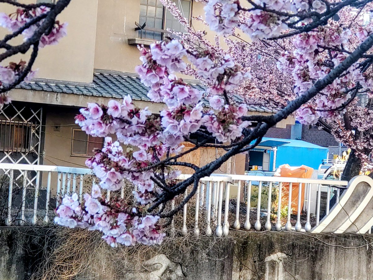 Syookun1012's tweet image. 熱海桜は満開です😀