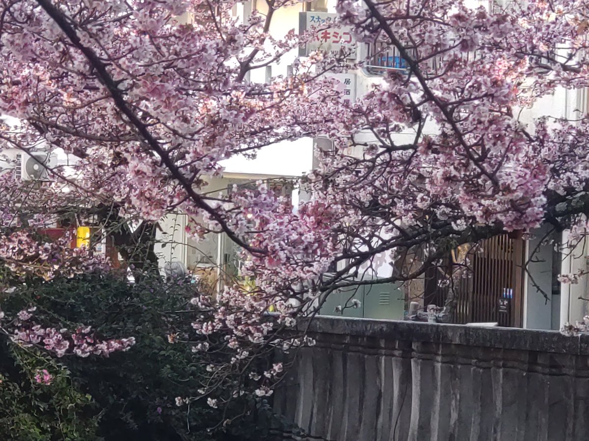 Syookun1012's tweet image. 熱海桜は満開です😀