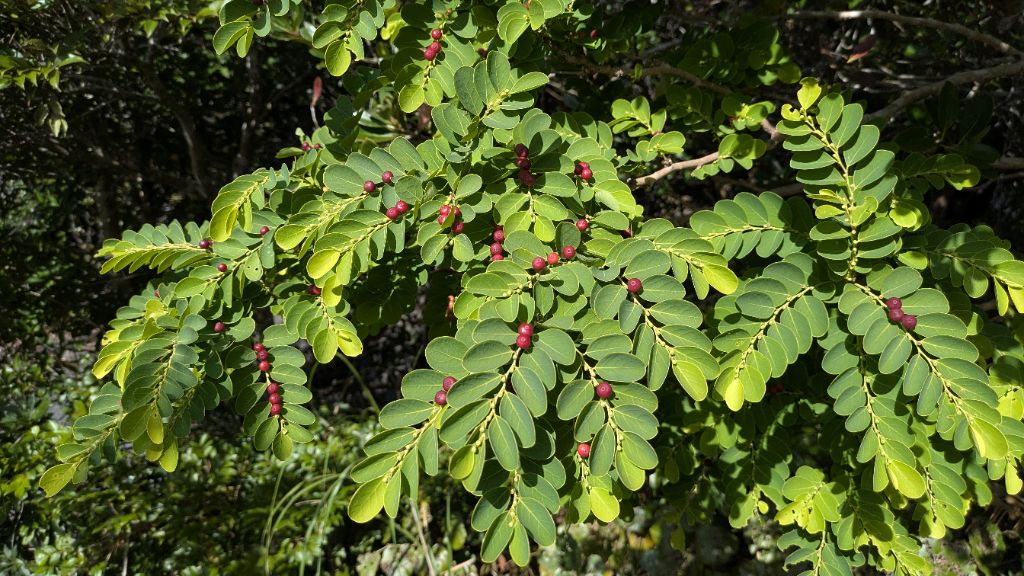 奄美大島でも最低気温が10℃近くまで下がり非常に寒い日が続いています。海岸沿いではオオシマコバンノキが赤い実をつけていました。葉の形が小判のように丸っこくとても印象的な植物です。