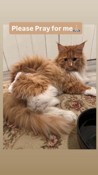 yolanda schultes tweet media