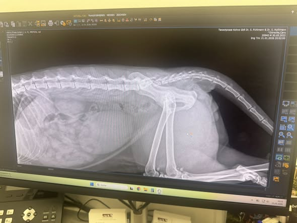 ACHTUNG BITTE TEILEN
Kater Misshandelt. Wir bitten um Mithilfe
Kopie:
Tatzeitraum: 21.01.2026 zwischen 12:00Uhr-19:00Uhr
Tatort: 29364 Langlingen (OT Hohnebostel)
Betroffen: Main coon Kater 3Jahre alt
Am 21.01.2026 wurde unser Kater in 29364 Langlingen (OT Hohnebostel) von