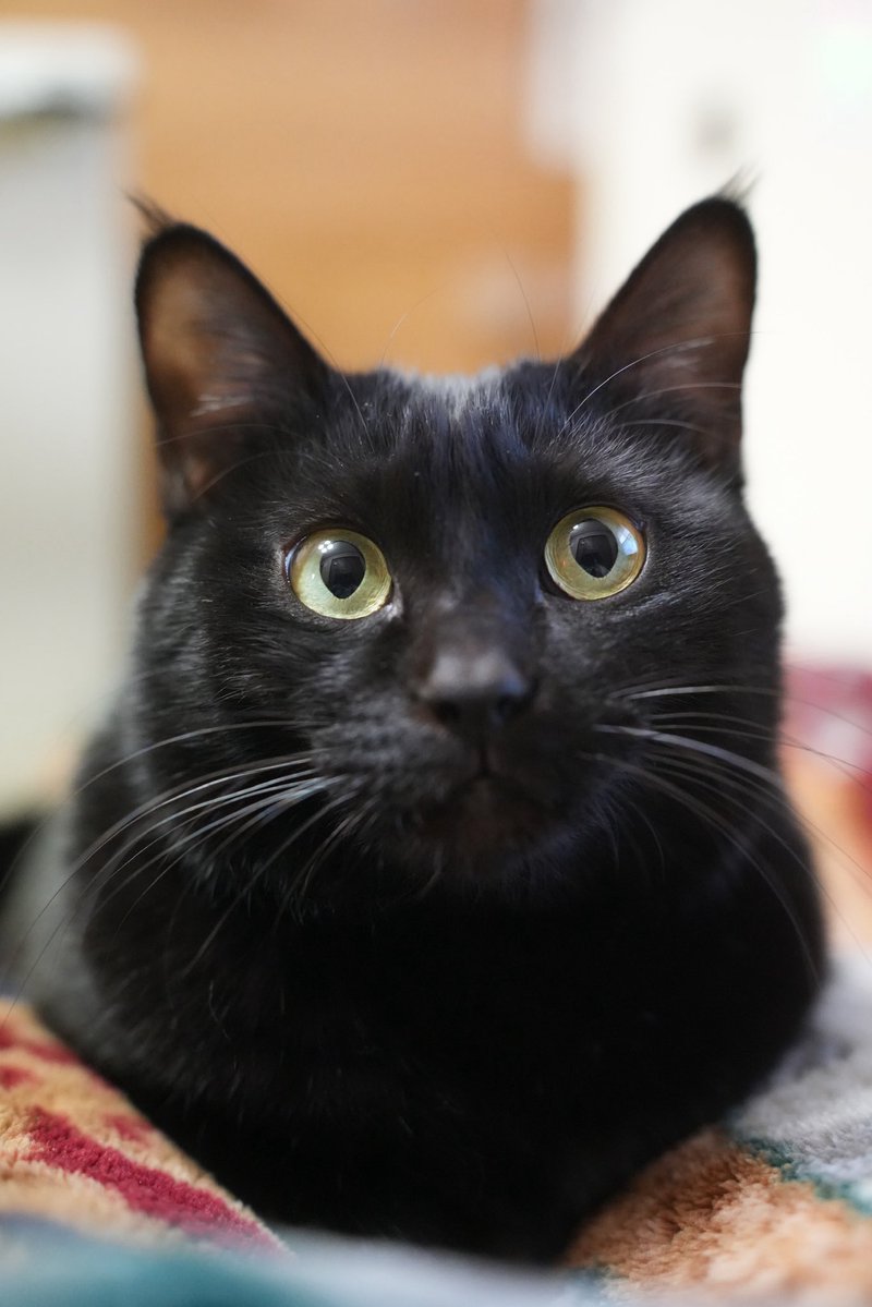 黒猫つくねちゃん太しっぽ (@oreo_blackcat) / Posts / X