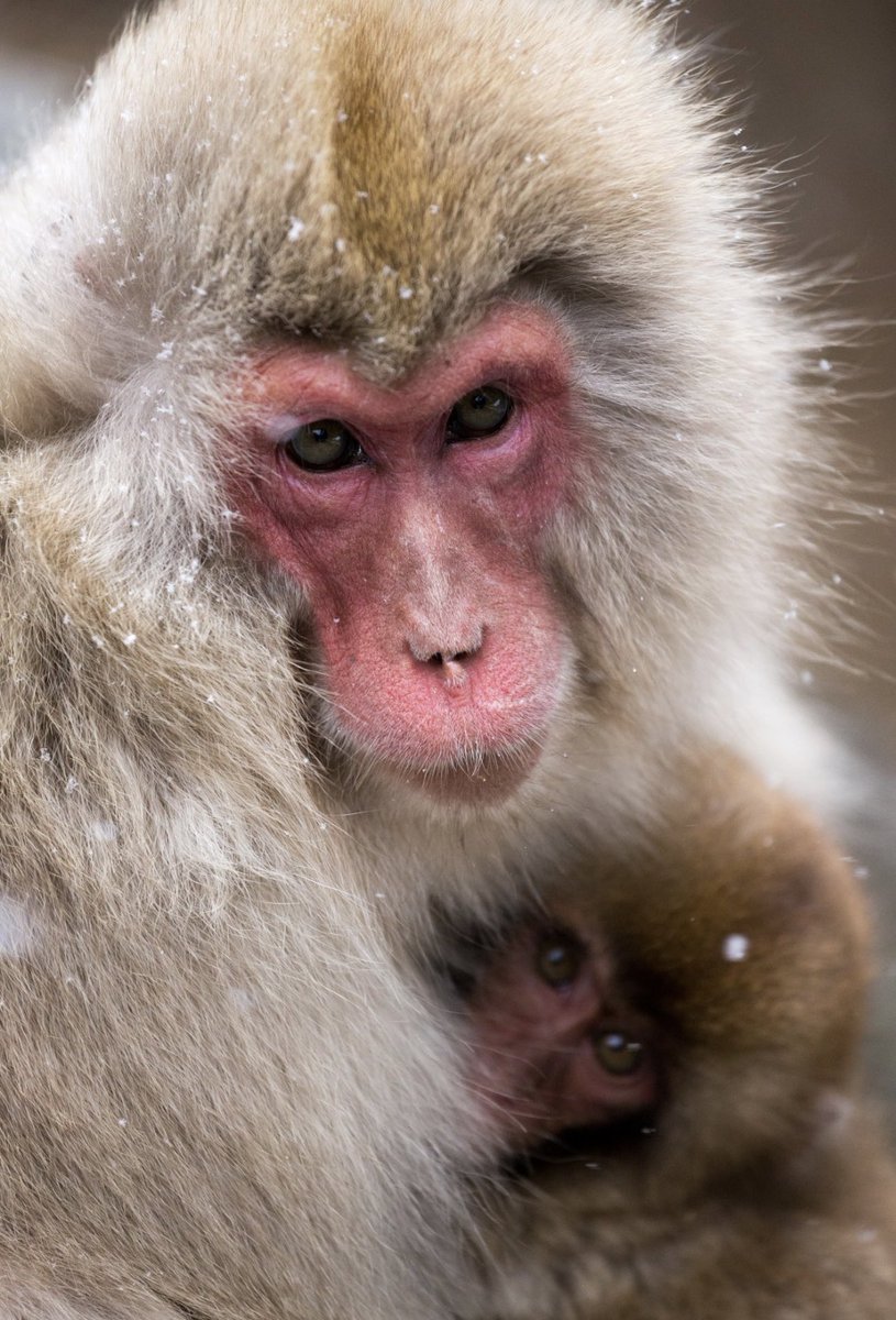 eugene_vegan's tweet image. #京都大 ニホンザルの頭を開け「人間の動機付けの研究」という名目の下 #動物実験  が行われました。
猿達は痛み、苦しみと恐怖の中
命を奪われました。
こんな残酷な実験道具にされ、
命は使い捨てにされています。actionforprimates.org/public/archive…