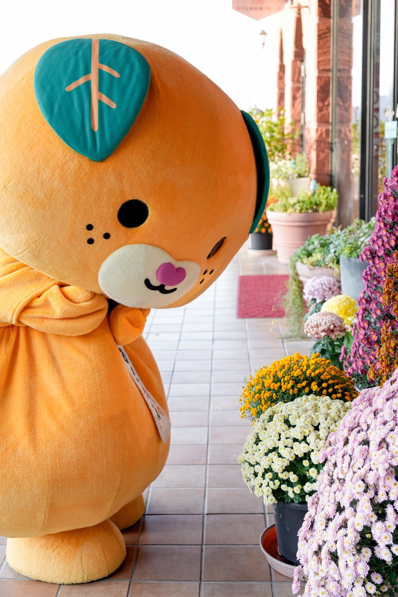 みきゃん【公式】《愛媛県イメージアップキャラクター》 (@micanehime