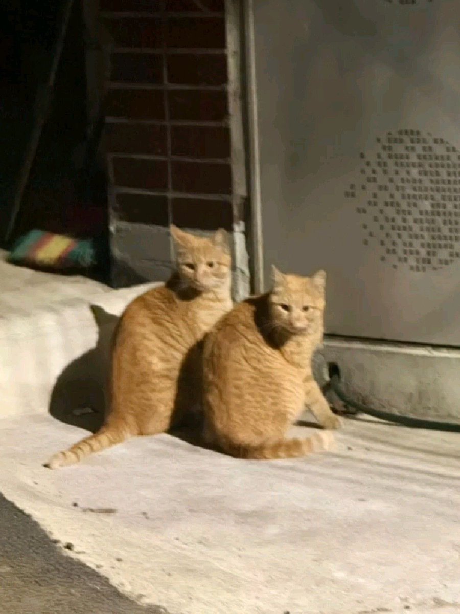 weIIneverchange's tweet image. now that yeonjun and taehyun have the same hair color they really look like sibling cats😭