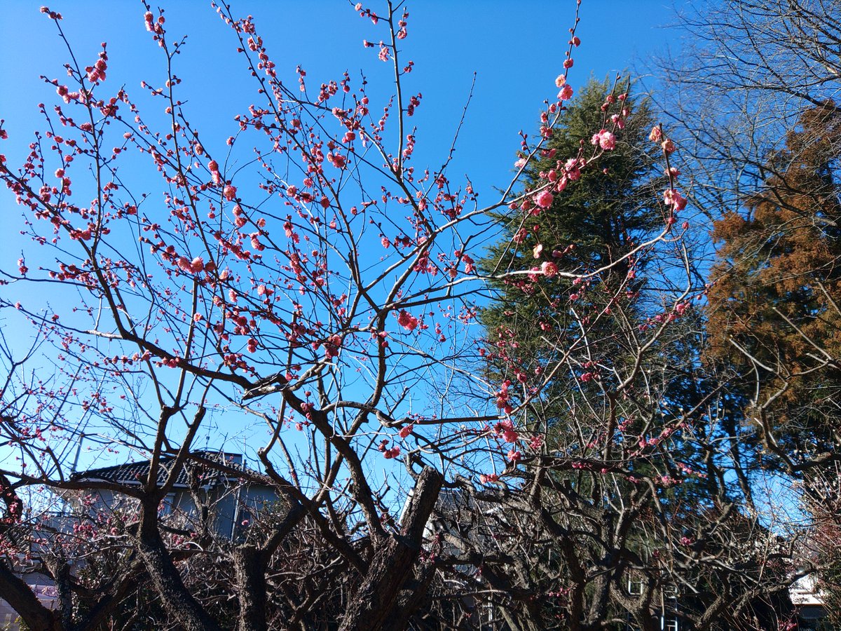 buchi6551's tweet photo. 今年の初梅 https://t.co/TBTKxYQpua