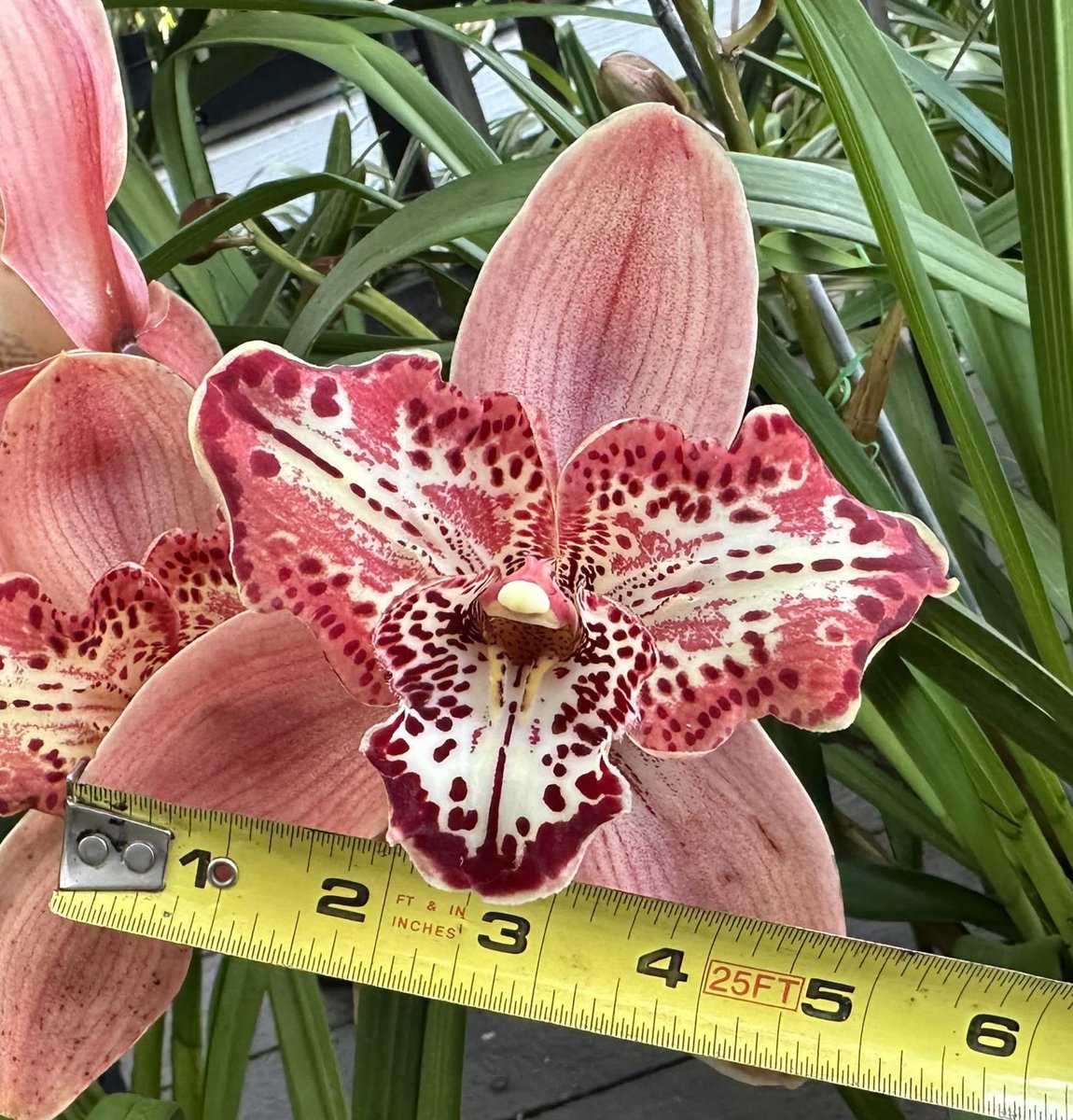 Flower Show tweet media