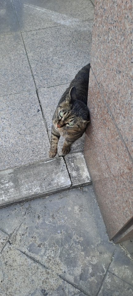 hhjoyk's tweet image. 은냥이는 챙겨주던 캣대디분이 돌아가신 뒤로는 그 동네 캣맘분들께 밥을 얻어먹었다는데요, 사람만 보면 눈만 마주치면 요로코롬 몸을 부빗부빗(=애정 표현)했대요! 원래부터 성격이 좋고 애교도 많고 순순했다고 해요😽