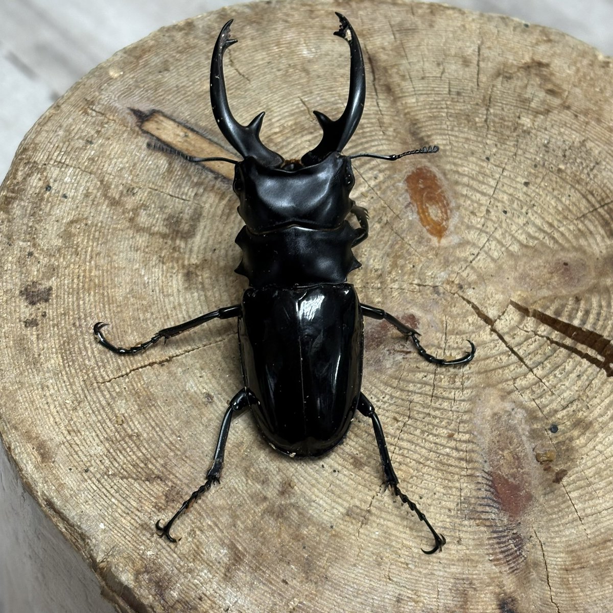 3525 (@QcpF7YLQPRjwD49) / Posts / X