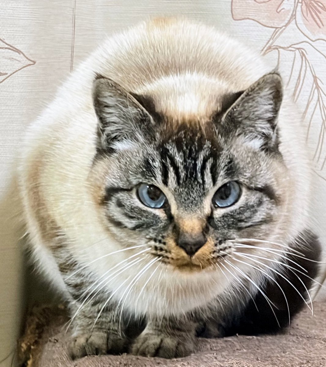 レオぽん様専用❣ Leo様 専用ち Leo様 専用ち レオ❣️プロフィール